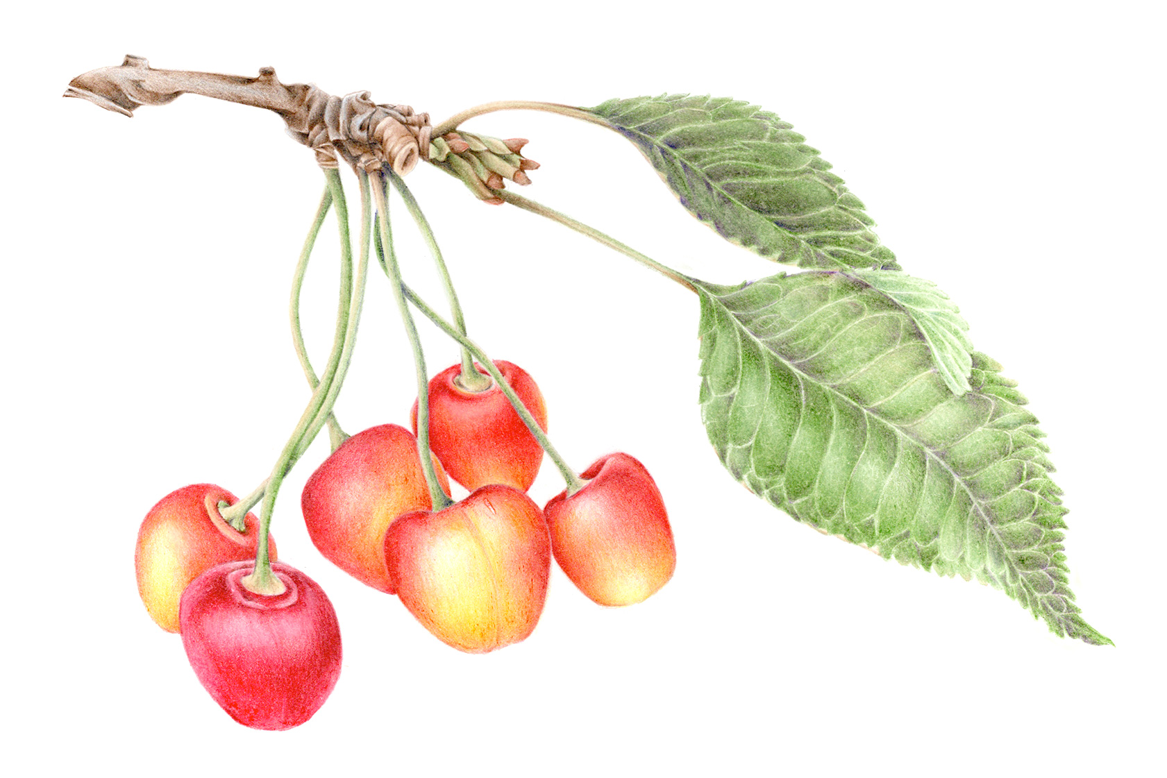 illustration rétro vintage d'une branche de cerisiers avec des cerises réalisé aux crayons de couleurs